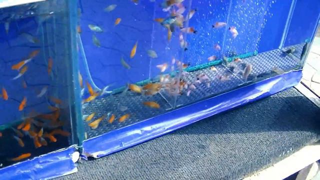 Староконный рынок. Отдел аквариумистики. Аквариумы на птичьем рынке смотреть онлайн