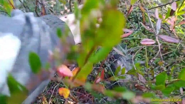 В поисках болота, где растëт клюква. смотреть онлайн