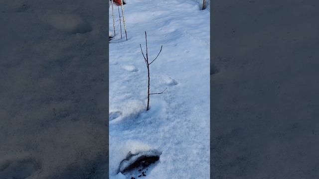 Скорлупа от яиц как удобрение. смотреть онлайн