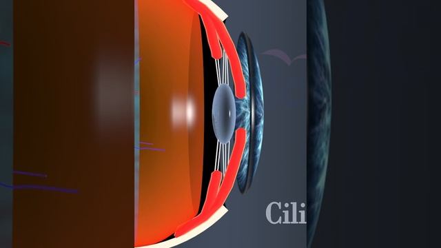 anatomy of Eye ciliary body смотреть онлайн