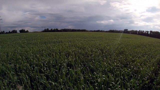 Одна из схем защиты озимой пшеницы Саммит Агро. Полный обзор от внесения до уборки смотреть онлайн