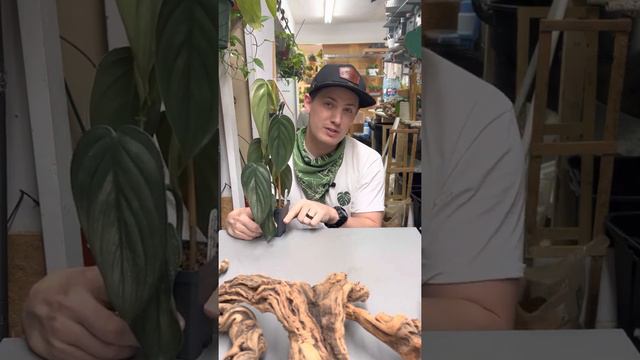 Philodendron Burle Marx Fantasy Care Guide смотреть онлайн
