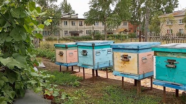 Снова про плодных маток F1 Карника смотреть онлайн