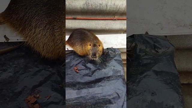 нутрия живой вес 11месяцев. смотреть онлайн