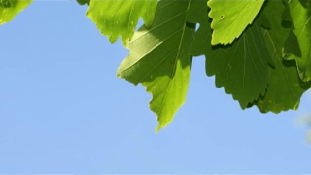 фон листва дуб смотреть онлайн