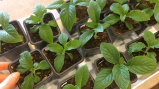 ГЕЛИОТРОП 23.02.18 смотреть онлайн