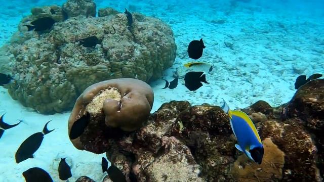 Домашний риф острова Тодду, Мальдивы 16.12.2022 смотреть онлайн