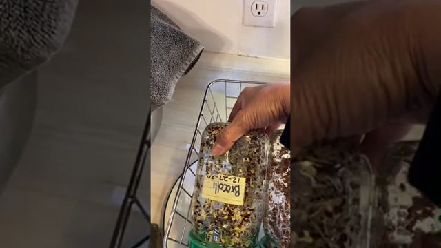 Propagating Cuban Oregano & Cooking Mung Beans смотреть онлайн