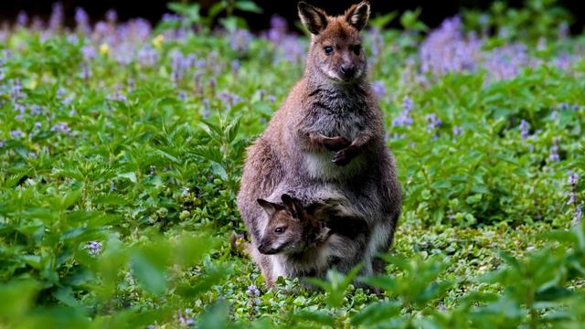 Кенгуру - 1 (4K) смотреть онлайн