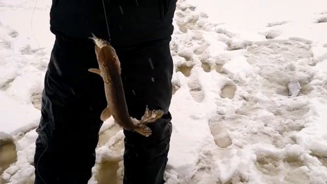 Рыбалка на Дубешне 03.02.2018 г. Очередной клёвый денёк ✌ смотреть онлайн