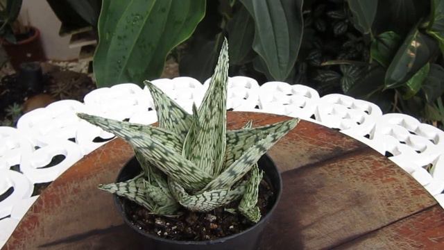 #Suculentadodia! | Aloe Rauhii Snowflake