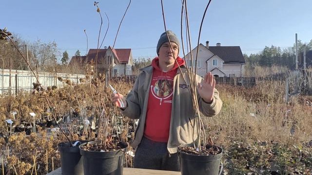 Гортензия для штамба.Выбор сорта и принципы формировки смотреть онлайн