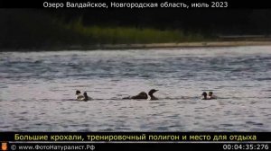 Орнитологическое путешествие в Валдайский национальный парк