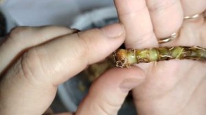 Результаты черенкования и укоренения кордилины. Посадка в грунт.