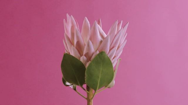 Протея_The_flowers смотреть онлайн