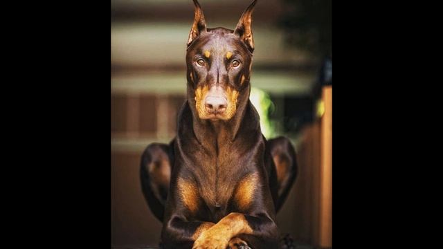 ПОЧЕМУЛЬКА. ДОБЕРМАН. СТИХИ ДЛЯ МАЛЫШЕЙ. ПОТЕШКИ. Короткие стишки для самых маленьких. смотреть онлайн