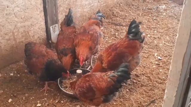 Наши куры породы Кучинская юбилейная... смотреть онлайн