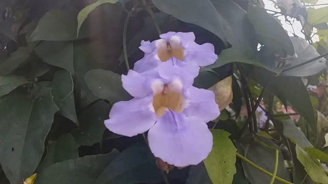 Thunbergia Grandiflora (Blue Trumpet Vine)