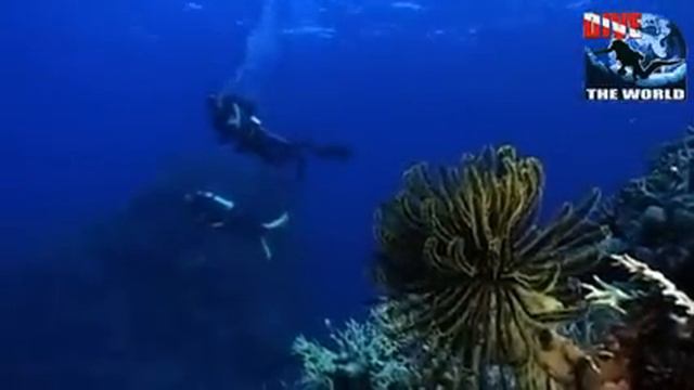 Great Barrier Reef scuba diving: Osprey Reef Coral Sea, Australia. Shark feeding frenzy, Potato Cod смотреть онлайн