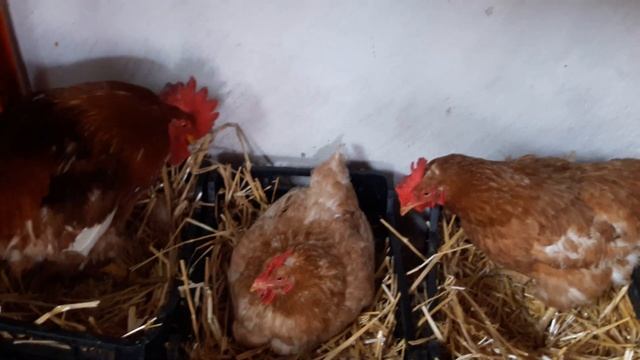 Куры Мини мясные, фавориты в хозяйстве Хитручкин Двор смотреть онлайн