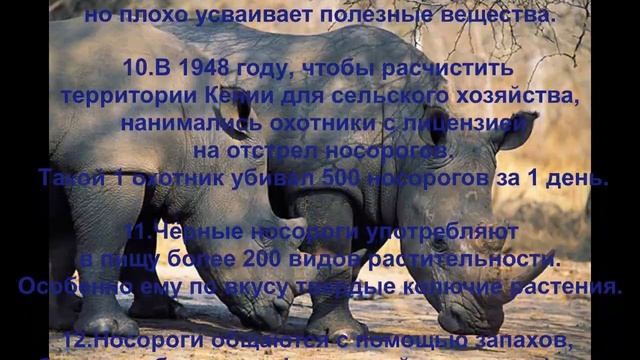 Факты про носорогов Это интересно знать смотреть онлайн