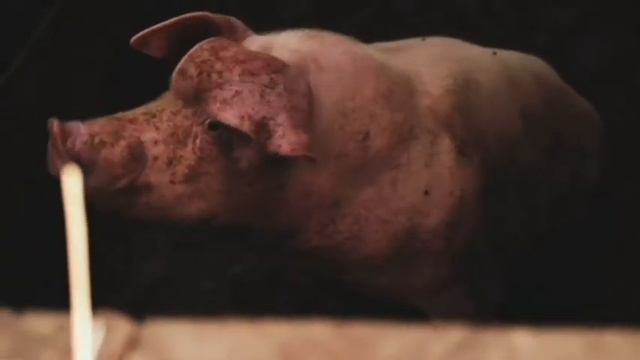 Домашние животные. Изучаем домашних животных смотреть онлайн