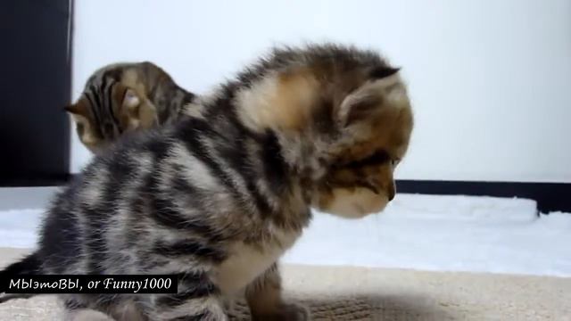 Маленький котик исследователь)) смотреть онлайн