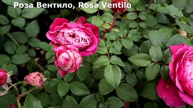 ТОП 7 - Эффектных роз пурпурного цвета! Розы - одни из самых неприхотливых и здоровых! смотреть онлайн