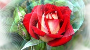 Футаж. Цветочный фон 36