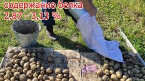 Характеристика картофеля сорта "ГАЛА". Основной сорт, который дает гарантированный урожай каждый го