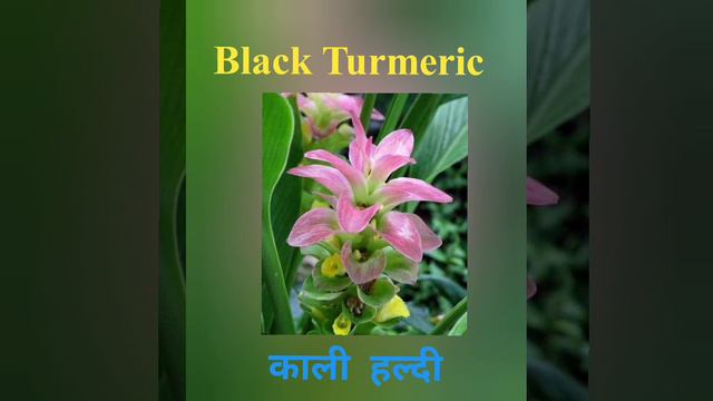 FLOWERS NAME ,50 FLOWERS NAME, NAME WITH SPELLING ( HINDI | ENGLISH ) смотреть онлайн