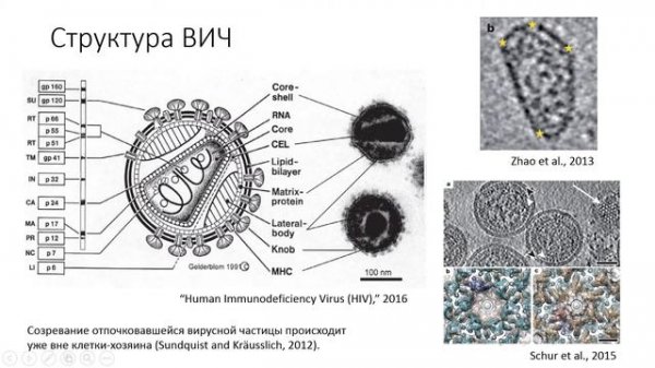 Лекция 10   ВИЧ инфекция