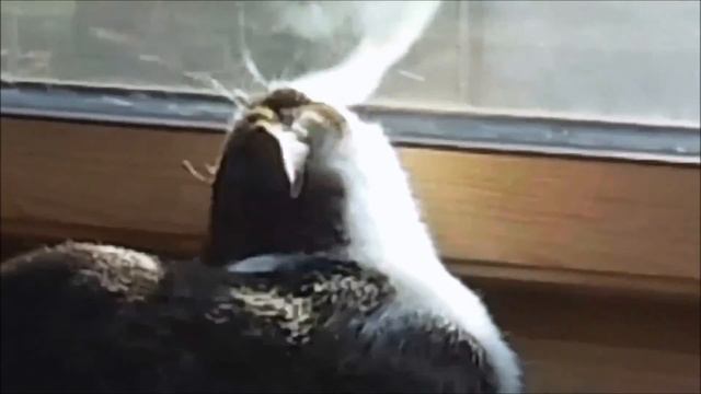 Cat vs Bee | Кот против Пчелы смотреть онлайн