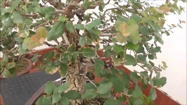 Quercus Suber , Repartir la Fuerza смотреть онлайн