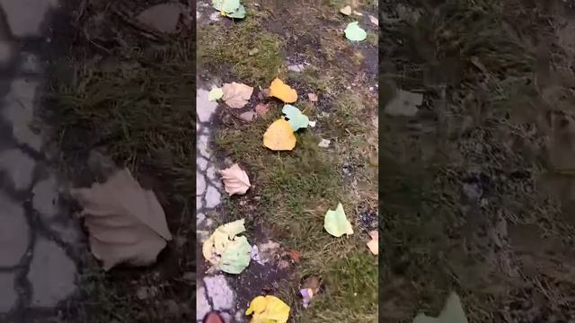 Гигантские листья тополя #autumn