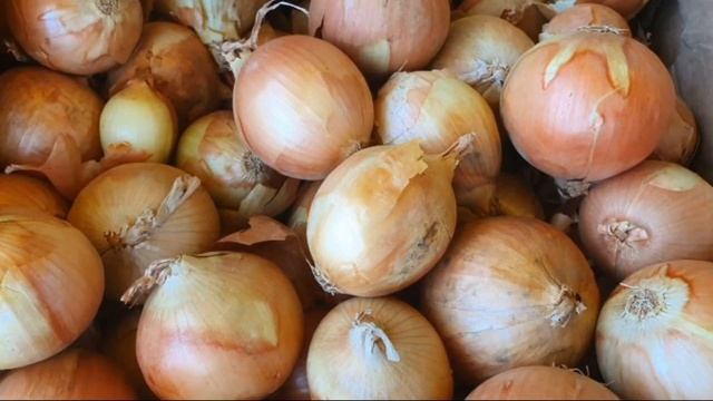 Точные сроки посадки озимого лука в 2022 году! Посадка лука под зиму. Лук севок. смотреть онлайн