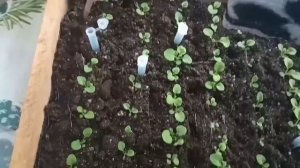 Петуния. Пикировка+первая подкормка.