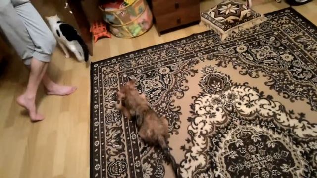 Ей фен не нужен,дайте ей ковер. смотреть онлайн