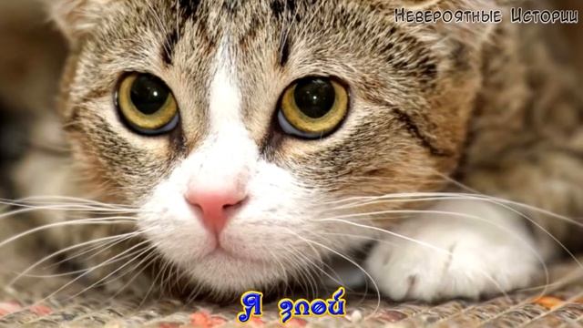 КАК ПОНЯТЬ СВОЕГО КОТА? смотреть онлайн