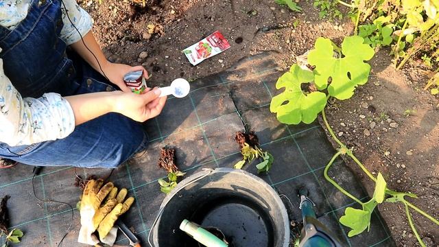 Осенняя посадка земляники на агроткань / Как правильно посадить землянику / Сердечко у земляники смотреть онлайн