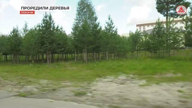 Прореживание деревьев смотреть онлайн