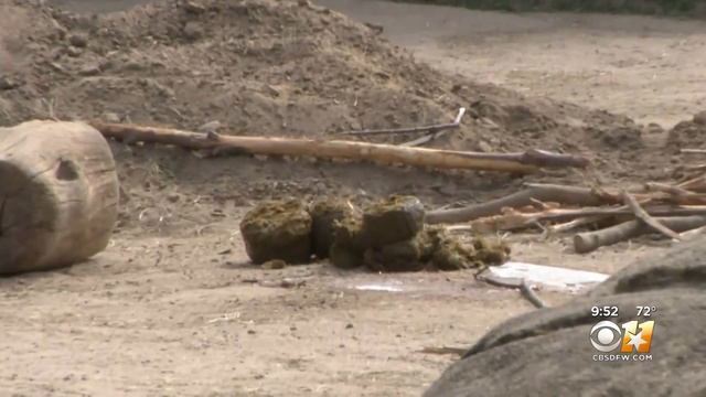 'Zoo Poo' program at Dallas recycles elephant waste into compost смотреть онлайн