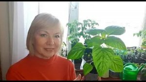 Всегда отличная рассада.Что добавляю в грунт. Перевалка рассады перца..mp4