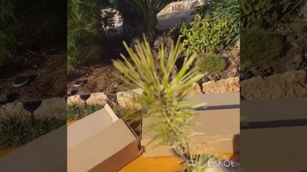 Надо заказывать или нет ? ОПТ-ХОЗ ! Скумпия кожевенная (сорт Dusky Maiden).....