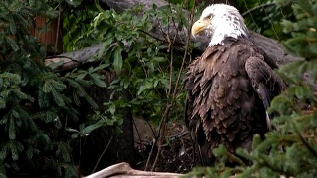 Прогулка по волшебному лесу под трель соловья  RELAX