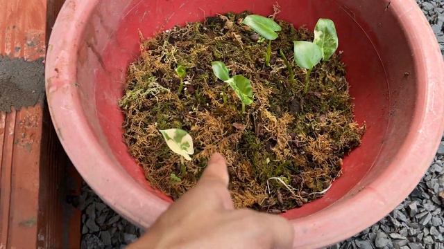 Ươm củ Ráy var. Monstera An Giang. Vũ 0939300508 смотреть онлайн