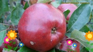 Яблоня Антей. Краткий обзор, описание характеристик, где купить саженцы malus domestica Antey