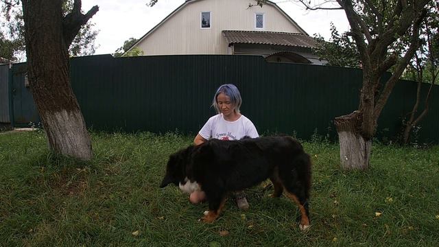 Команда Поклон. Дрессировка собак | Бернский Зенненхунд. Как научить собаку команде Поклон смотреть онлайн