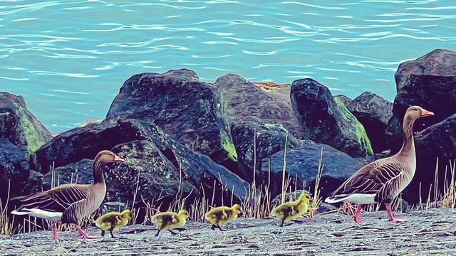 Moby - Wait For Me (Paul Kalkbrenner Remix) смотреть онлайн