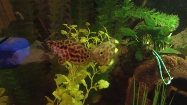 Leopard Ctenopomas And Senegal Bichir